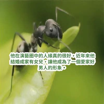 夢見很多螞蟻號碼|解夢指南：夢見號碼，揭開潛意識的數字密碼 